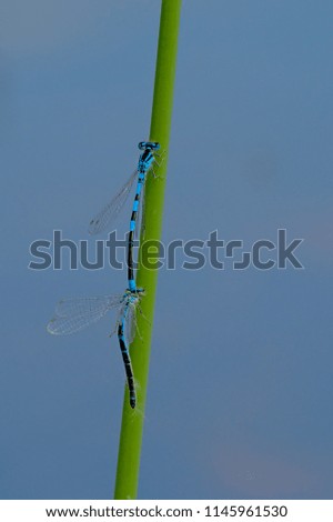  Two blue damsel flies sitting on a reed stalk, copulating - Enallagma cyathigerum Royalty-Free Stock Photo #1145961530