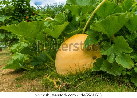large pumpkin growing in green garden