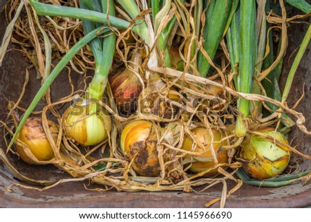 freshly harvested onions arranged in wheelbarrow