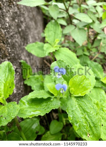 Commelina benghalensis of wildflowers