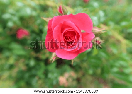 Some wild rose