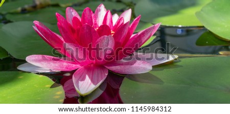 beautiful pink water lily in pond in garden