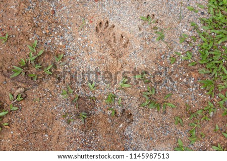 Footprint of porcupine on ground at khaoyai national park, Thailand