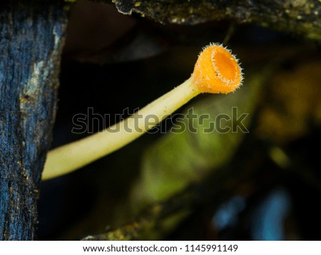Cookeina tricholoma on the tree in the rain forest thailand