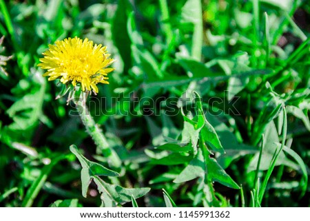 pictured in the photo Dandelions yellow beautiful