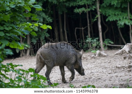 Wild boar walking in the woods