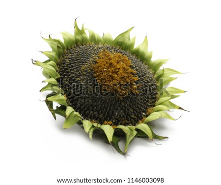 Ripe sunflower with seeds isolated on white background