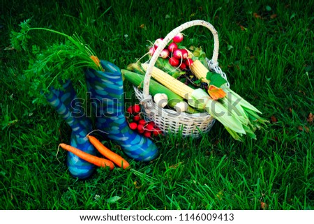 autumn harvest in the garden, radishes, carrots, corn cob in a basket next to blue rubber boots from which stick vegetables on the background of green grass