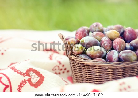 Ripe plums in wicker basket shortly after rain in bright sunlight. With green grass background. Albania harvest on traditional cloth.