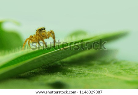 
Spider on the leaf