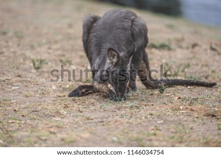 Swamp wallaby in Australian grassland