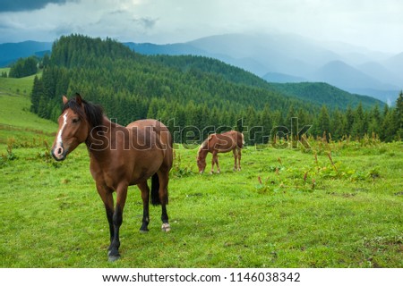 Grazing two horses at high-land pasture at Carpathian Mountains after rain. Picture of beautiful green pasture on a background of mountains.