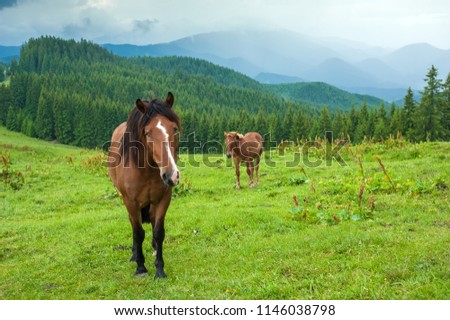 Grazing two horses at high-land pasture at Carpathian Mountains after rain. Picture of beautiful green pasture on a background of mountains.