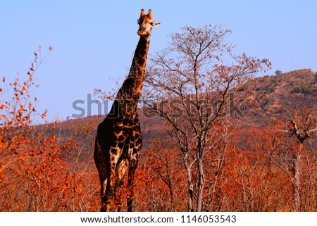 Giraffe is eating in Kruger national park, South Africa