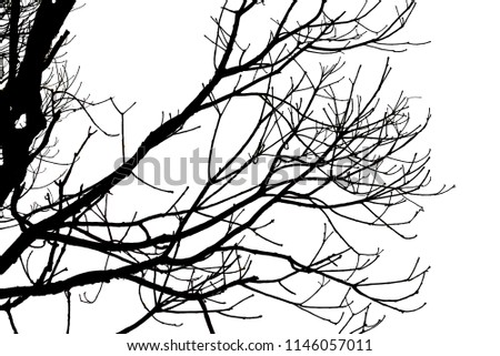 Death tree branch isolated on white background for make tree brush tool and decorate image


