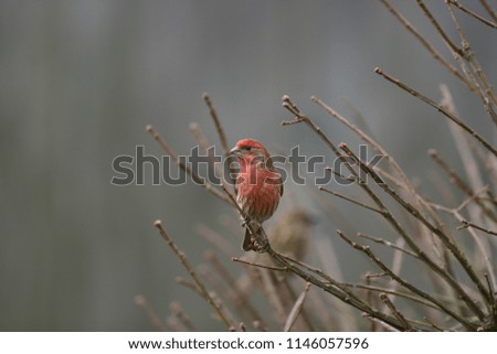 House Finch perched on tree
