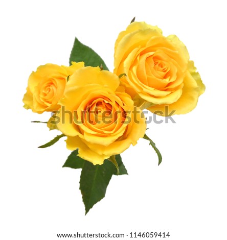 bouquet of yellow roses isolated on white