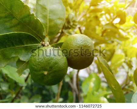 Lime fruits on branch, with leaves and sun light on corner. Arranged center and diagonal line