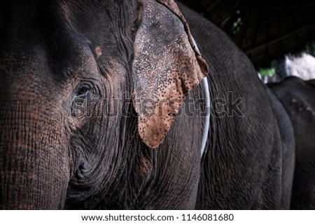 Close up view of Thai elephant.