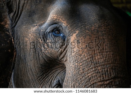 Close up view of Thai elephant.