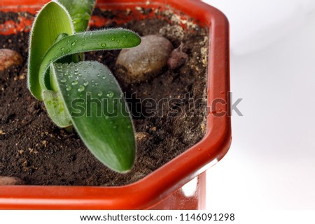 flower haemanthus in a pot on a white background isolated