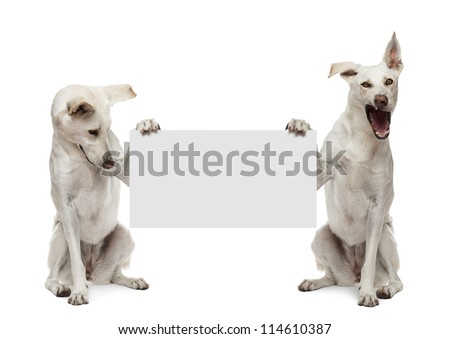 Two Crossbreed dogs sitting and holding white sign against white background
