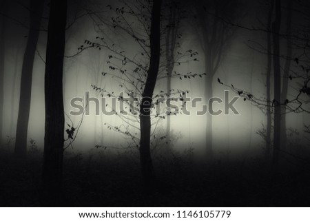 dark mysterious woods with tree in fog at night