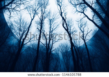 surreal forest scene with sun in the sky behind tree silhouettes