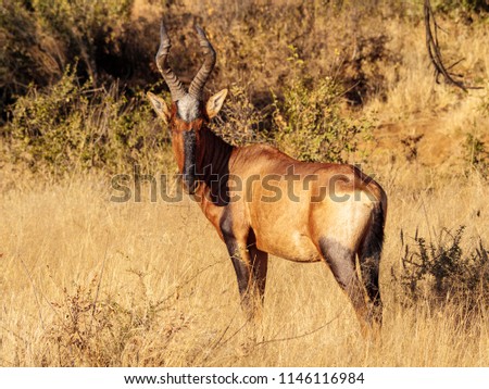 Red Hartebeest In The Field