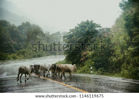 buffalo and foggy road in the forest ,Beautiful nature trail (Picture put grain)