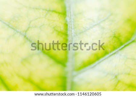 abstract, leaf pattern nature green background.