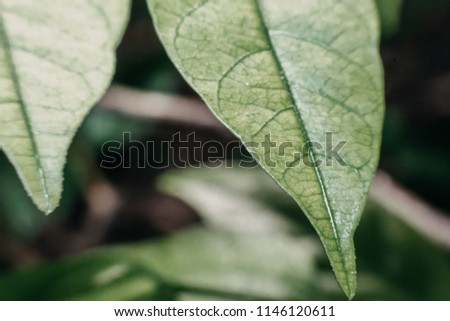 abstract, leaf pattern nature green background.