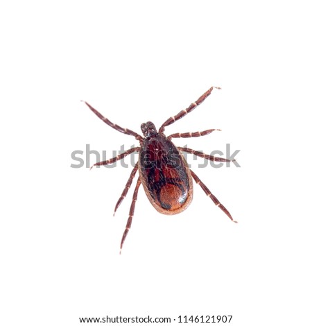 Brown dog tick, Rhipicephalus sanguineus isolated on white background. Dog risk for many conditions including babesiosis, ehrlichiosis, rickettsiosis, and hepatozoonosis. Royalty-Free Stock Photo #1146121907