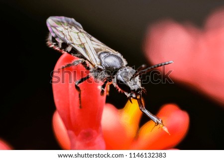Macro image of black insect on red flower.
