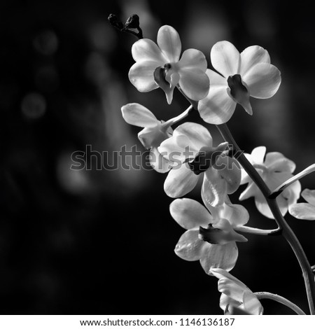A black and white fine art portrait of the flower (orchids ) ,with shallow focus on a blurry background