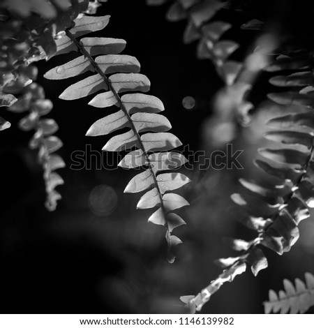 Black and white fern, shallow dept of field.