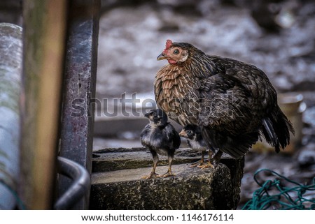 Hen with baby chickens sitting at the corner, on the yard with blur bokeh background .
