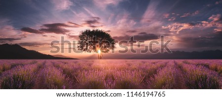 Lavender field at sunset Royalty-Free Stock Photo #1146194765