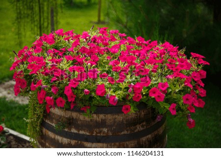 Oak barrel filled with flowers,wine Barrel Filled with Pansies