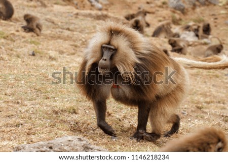 Gelada baboon male in the Simien Mountains National Park in Ethiopia