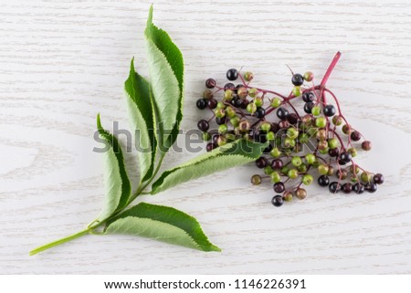 Lot of whole fresh european black elderberry and one branch with leaves flatlay on grey wood
