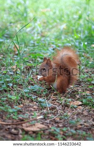 The red squirrel stands in the grass.