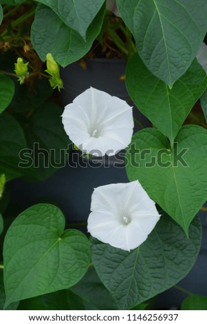 White flowers - Morning glory flower blooming in the morning with green leaves background
