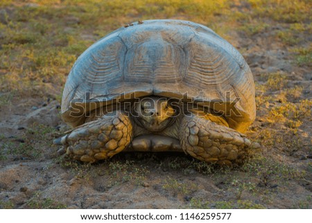 Turtles close up shot