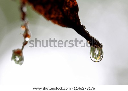 Close up of a water drops on dry leaf.