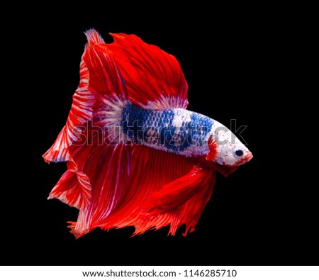 Multi color Siamese fighting fish(Rosetail)(half moon fancy),fighting fish,Betta splendens,on black background with clipping path