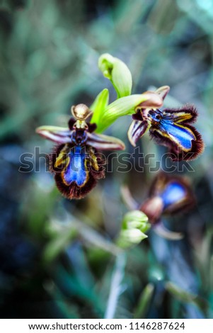 Ophrys speculum, wild blue orchid in the Andalusia fields in Spain