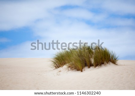 Little Sahara area in Kangaroo Island, South Australia. It is a naturally occurring sand dune system near Vivonne Bay. Perfect place for sandboarding. 