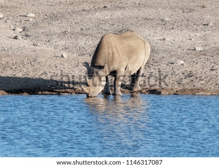 Rhino is drinking water. These are good pictures of wildlife. Photos were taken on short distance and with excellent light.