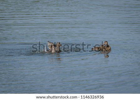 Gadwall duck (Anas strepera) splashing and washing as another preens feathers